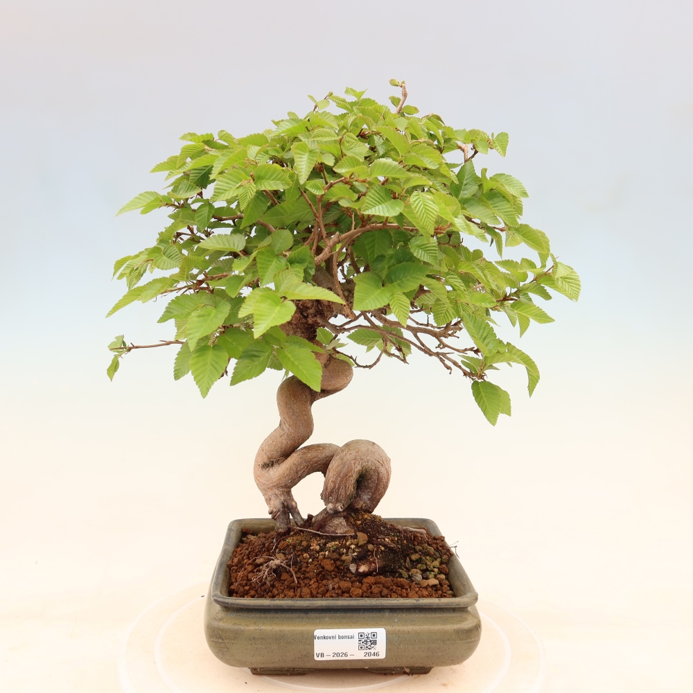 Venkovní bonsai -Carpinus coreana - Habr korejský