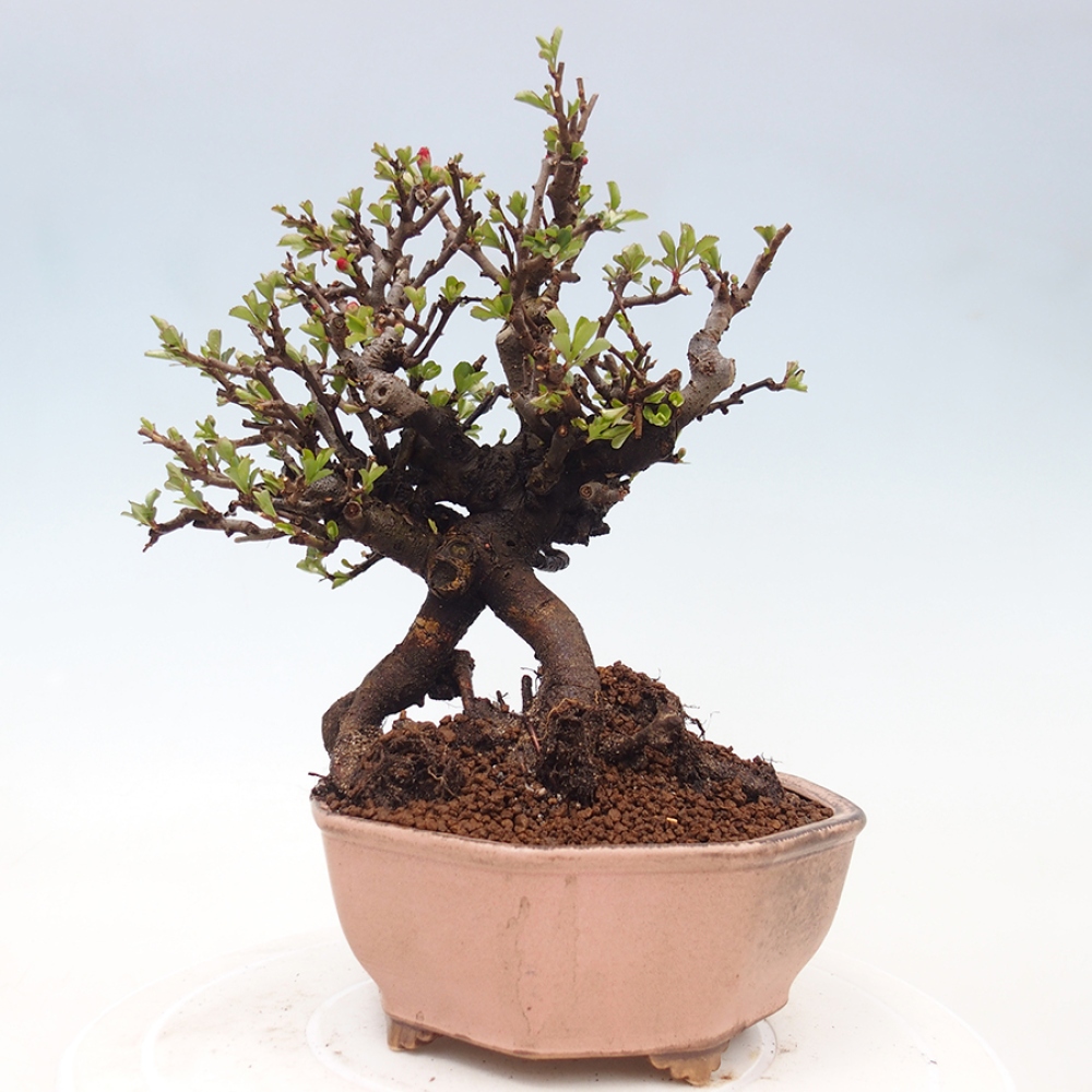 Venkovní  bonsai -  Chaneomeles speciosa - Kdoulovec ozdobný