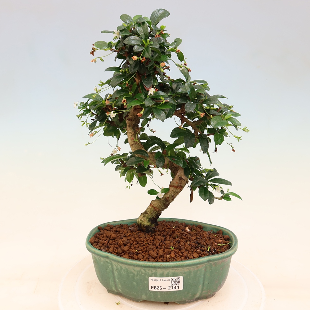 Pokojová bonsai - Carmona macrophylla - Čaj fuki