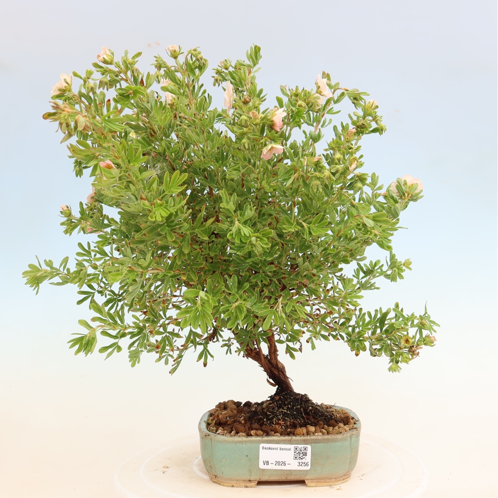 Venkovní bonsai-Mochna křovitá - Potentila fruticosa Bellissima