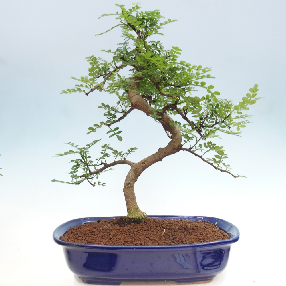 Pokojová bonsai - Zantoxylum piperitum - pepřovník