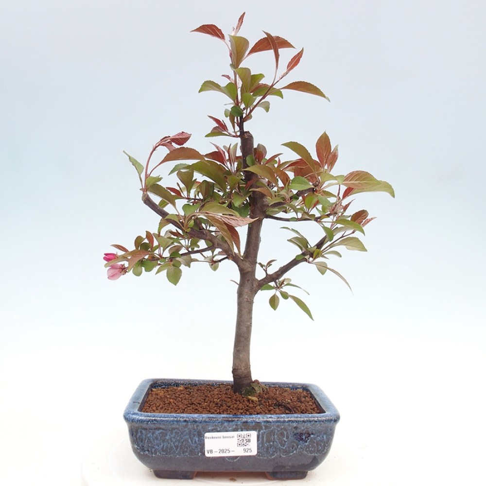 Venkovní bonsai -Malus domestica - Maloplodá jabloň červenolistá
