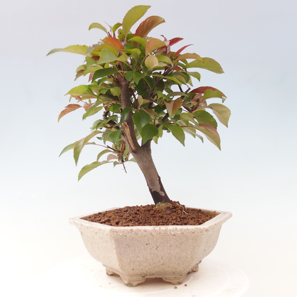 Venkovní bonsai -Malus domestica - Maloplodá jabloň červenolistá