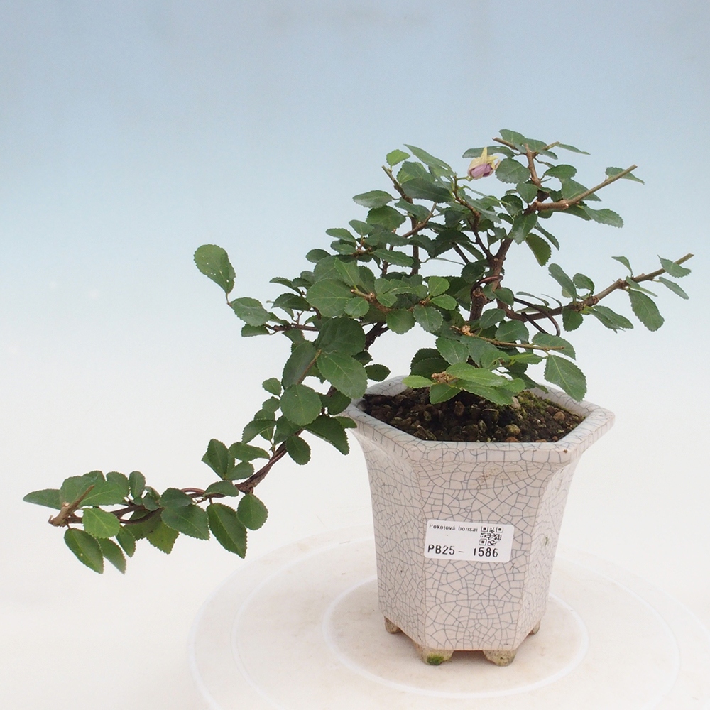 Pokojová bonsai - Grewia occidentalis - Hvězdice levandulová