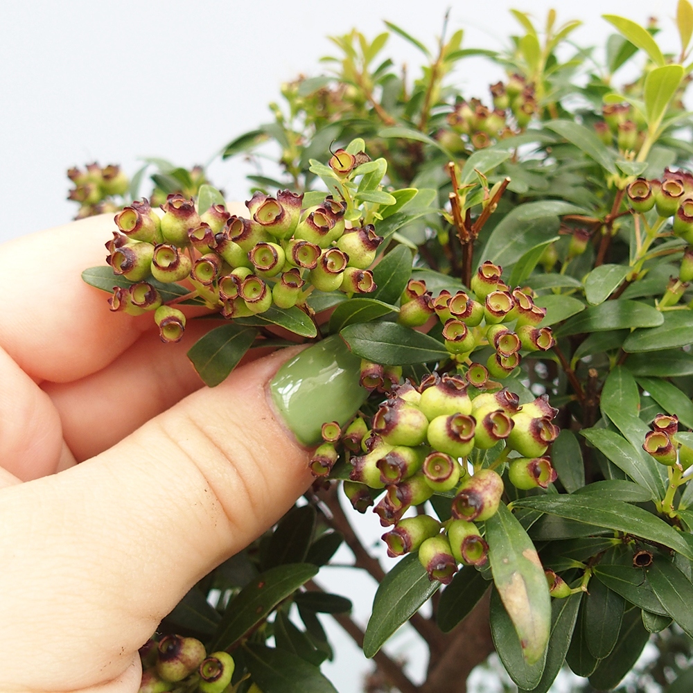 Pokojová bonsai - Syzygium - Pimentovník - POUZE OSOBNÍ ODBĚR nebo paletová přeprava