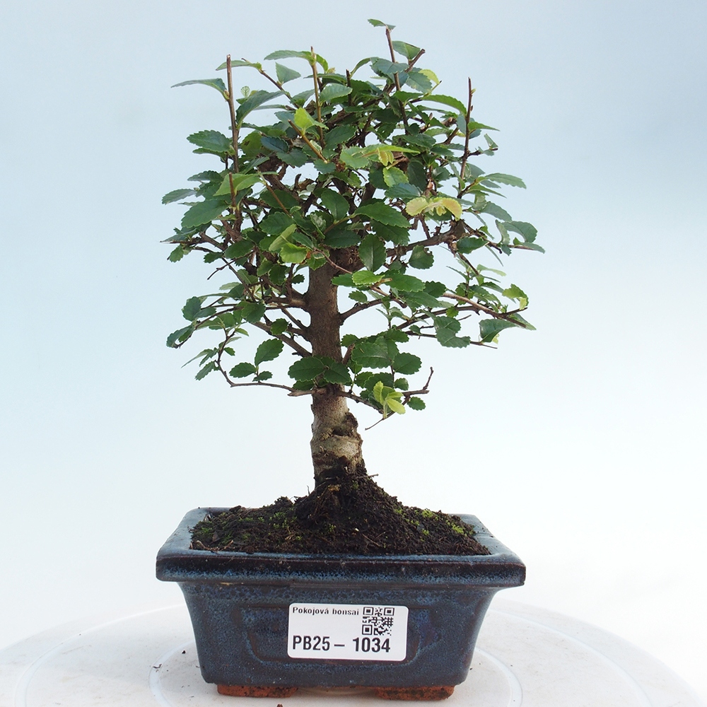 Pokojová bonsai - Ulmus parvifolia - Malolistý jilm
