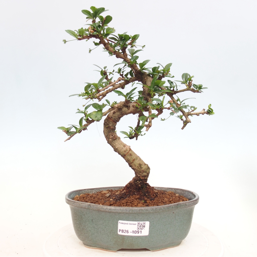 Pokojová bonsai - Carmona macrophylla - Čaj fuki