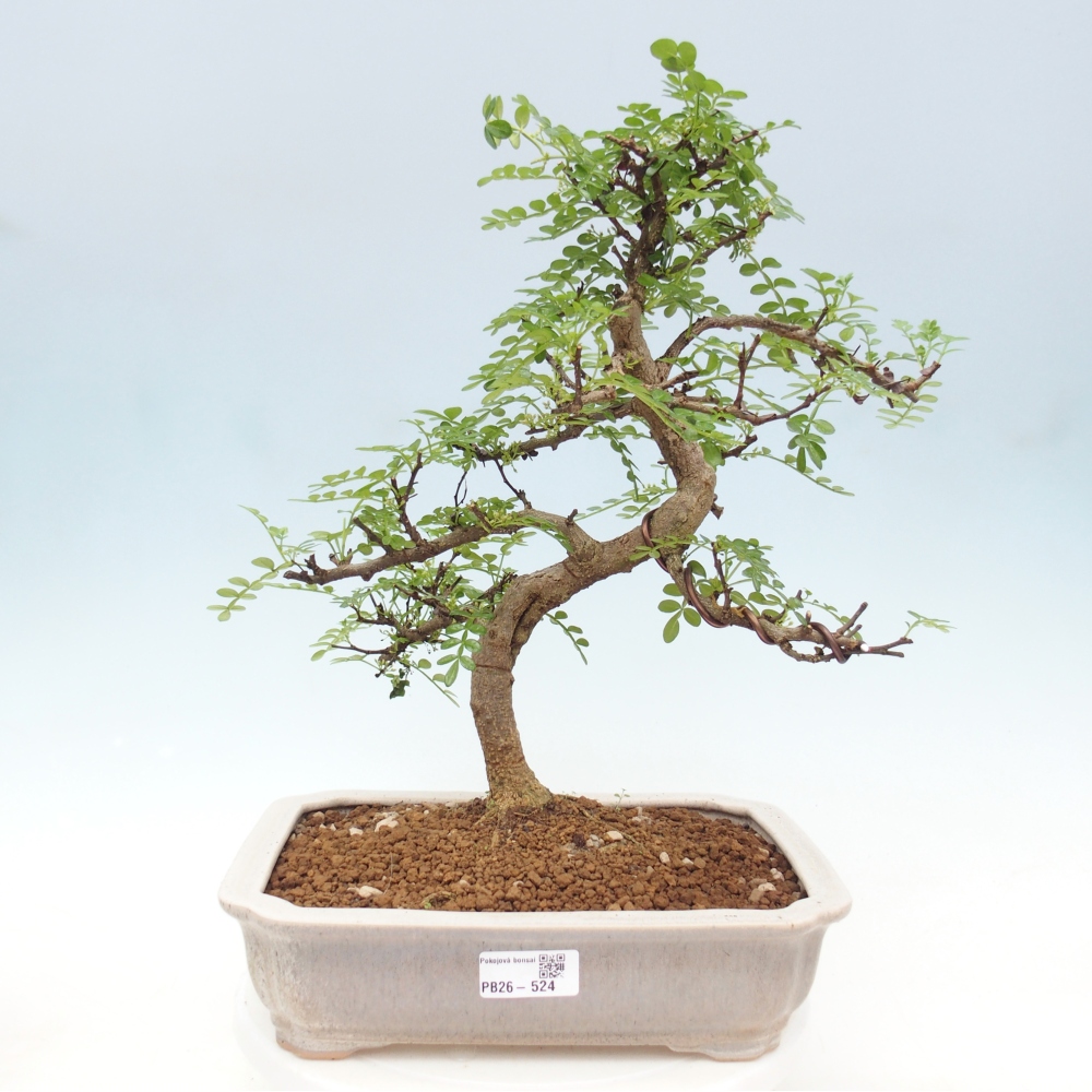 Pokojová bonsai - Zantoxylum piperitum - pepřovník