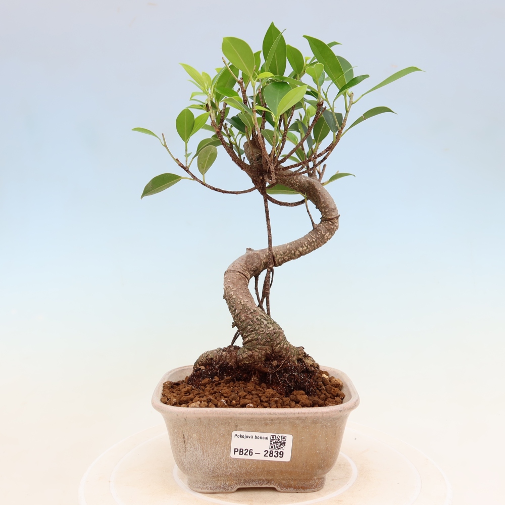 Pokojová bonsai - Ficus kimmen -  malolistý fíkus