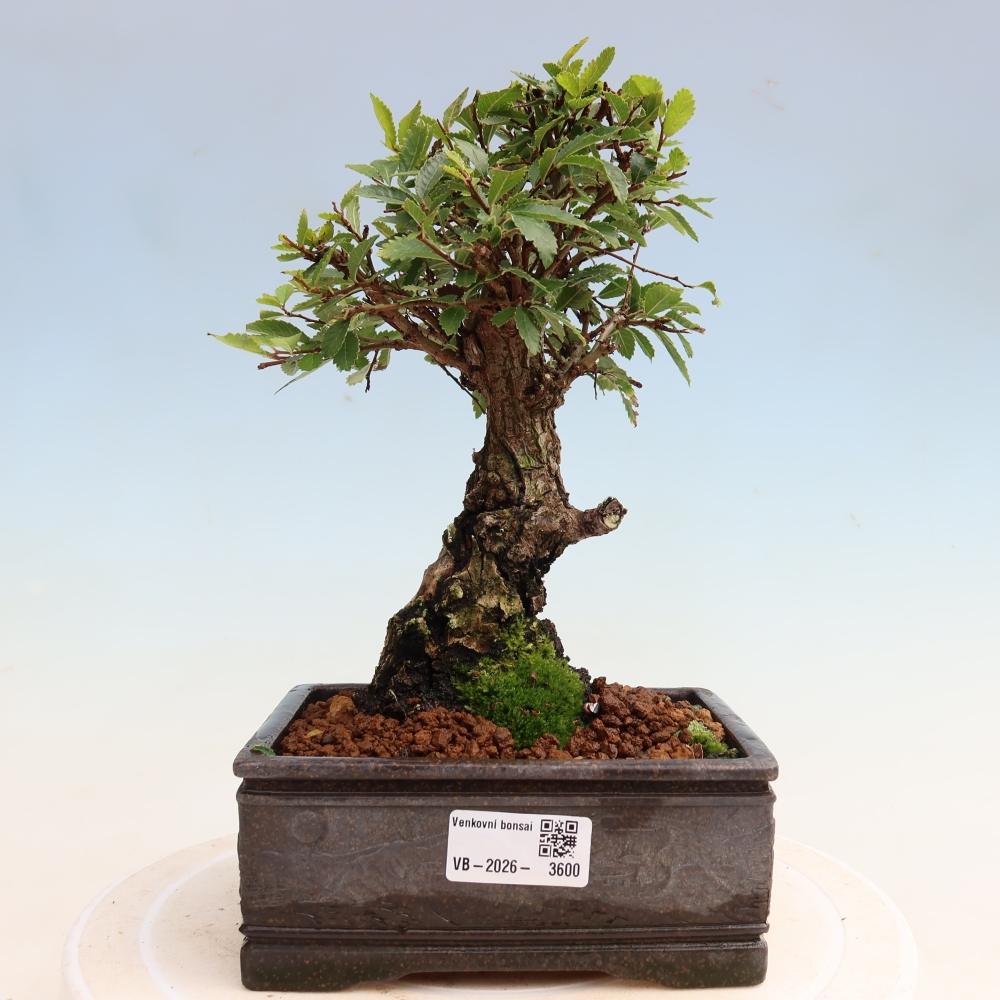 Venkovní bonsai - Zelkova - Zelkova NIRE