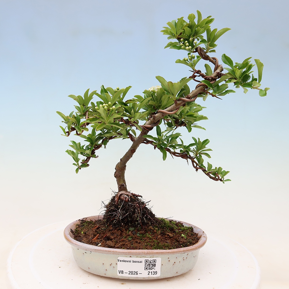 Venkovní bonsai - Pyracantha teton - Hlohyně šarlatová