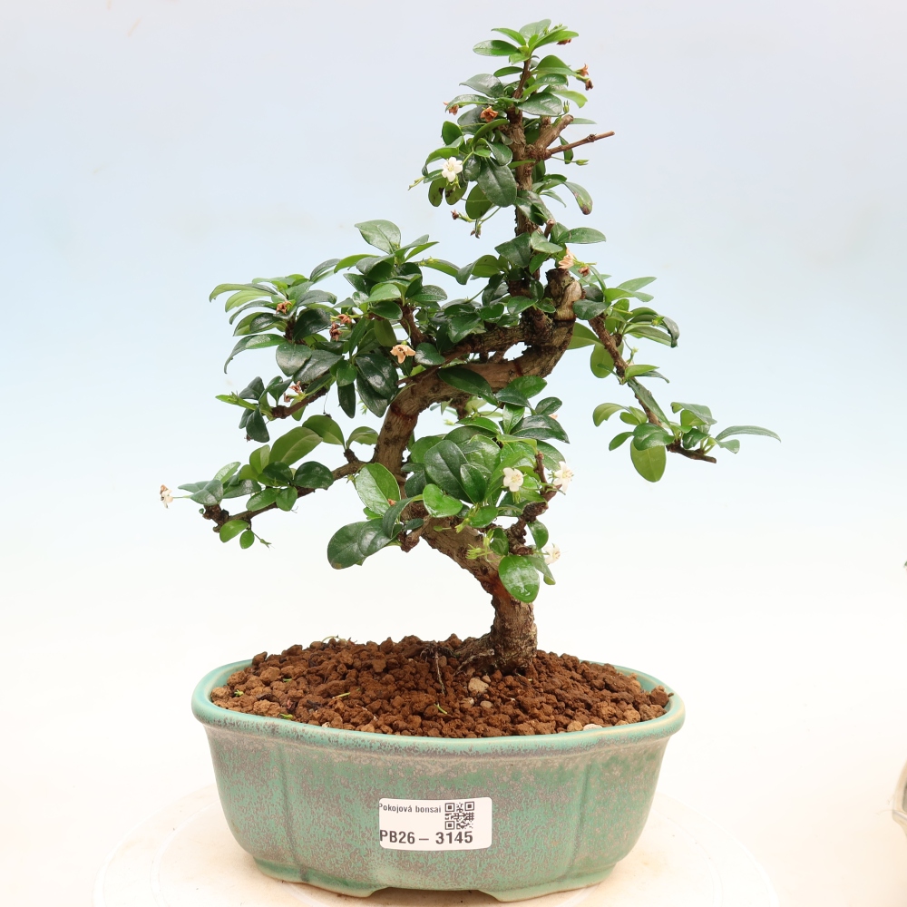 Pokojová bonsai - Carmona macrophylla - Čaj fuki