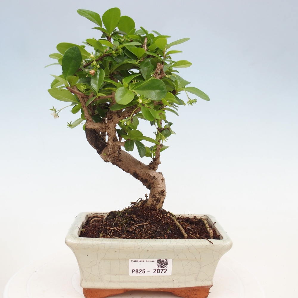 Pokojová bonsai - Carmona macrophylla - Čaj fuki