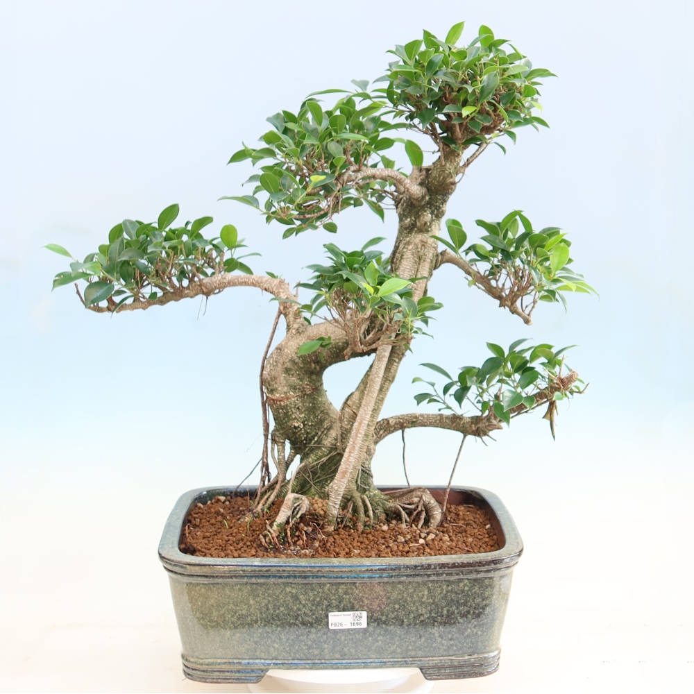 Pokojová bonsai - Ficus kimmen -  malolistý fíkus