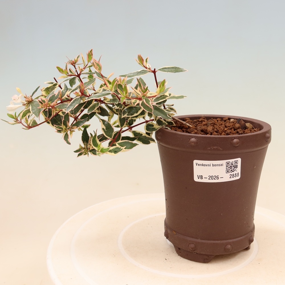 Venkovní bonsai - Abelia gr. Confetti - Abélie velkokvětá