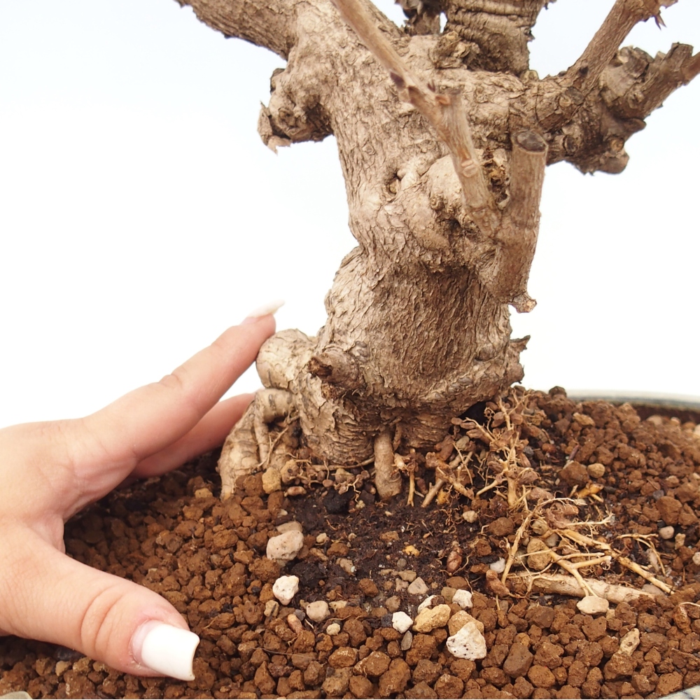 Venkovní bonsai - Vistarie  - Wisteria 