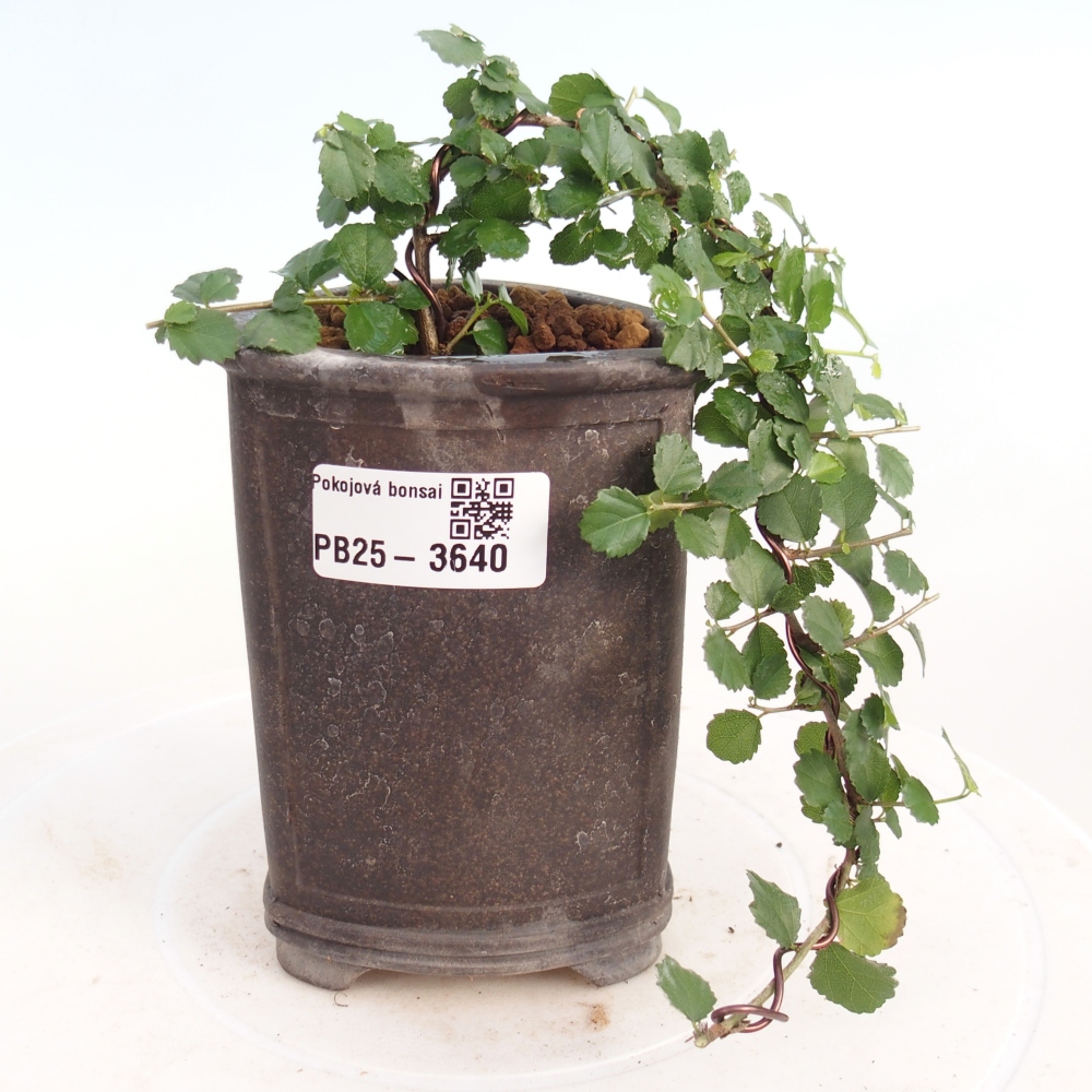 Pokojová bonsai - Grewia sp. - Grewie malolistá