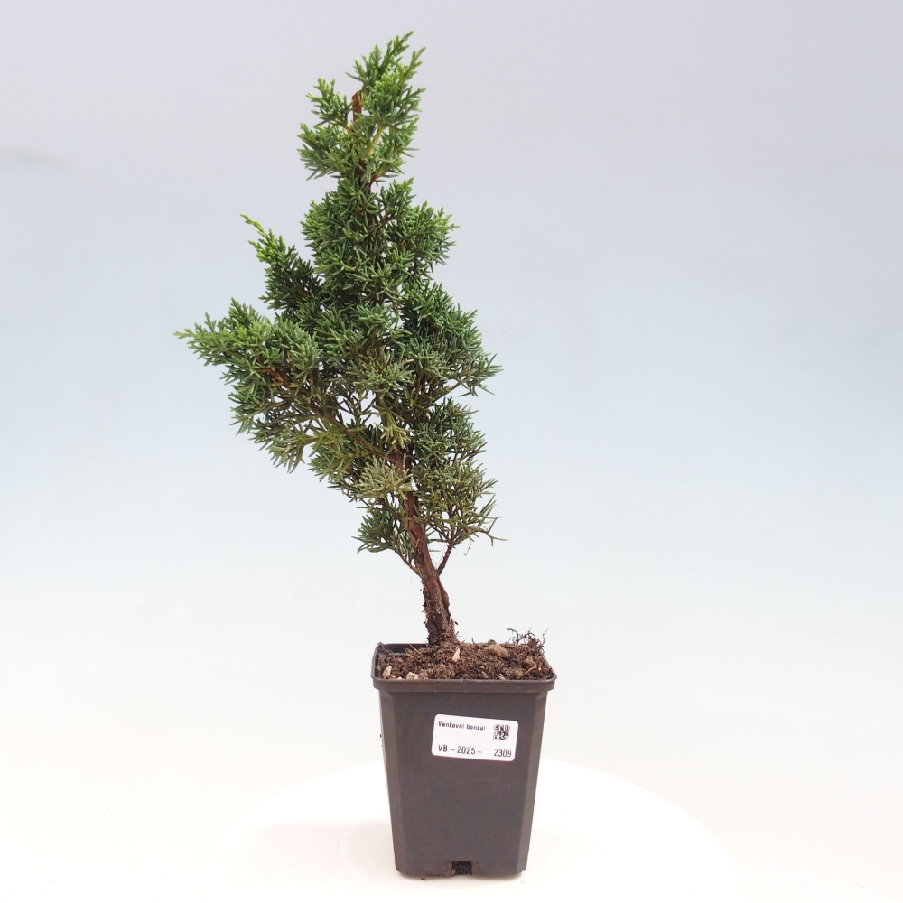 Venkovní bonsai - Juniperus chinensis Kishu -Jalovec čínský