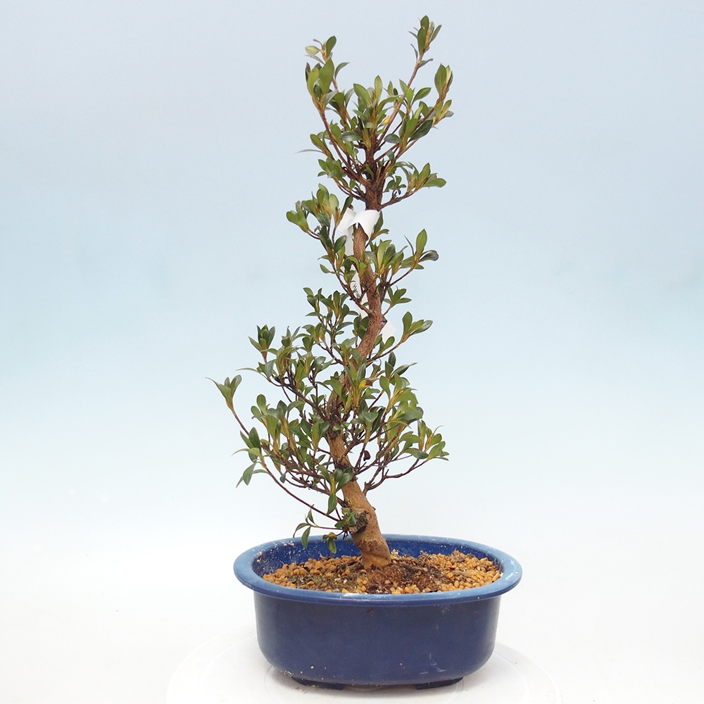 Venkovní bonsai - Japonská azalka - Azalea HANABIN