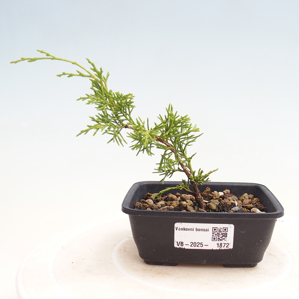 Venkovní bonsai - Juniperus chinensis Itoigawa -Jalovec čínský