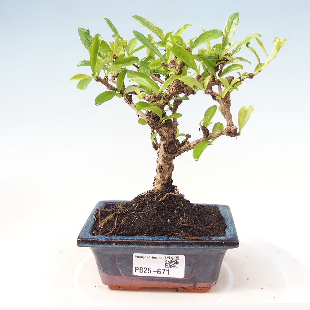 Pokojová bonsai - Carmona macrophylla - Čaj fuki