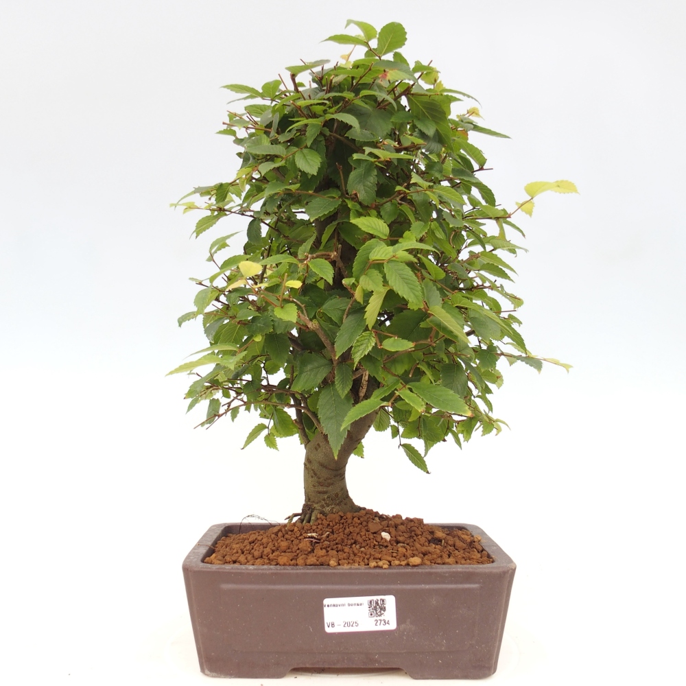 Venkovní bonsai - Zelkova - Zelkova serrata