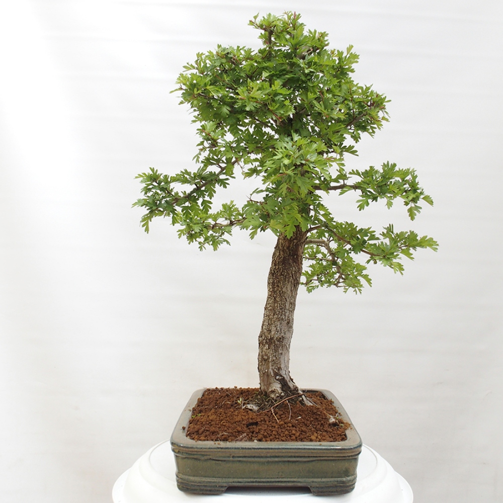 Venkovní bonsai - Hloh - Crataegus monogyna