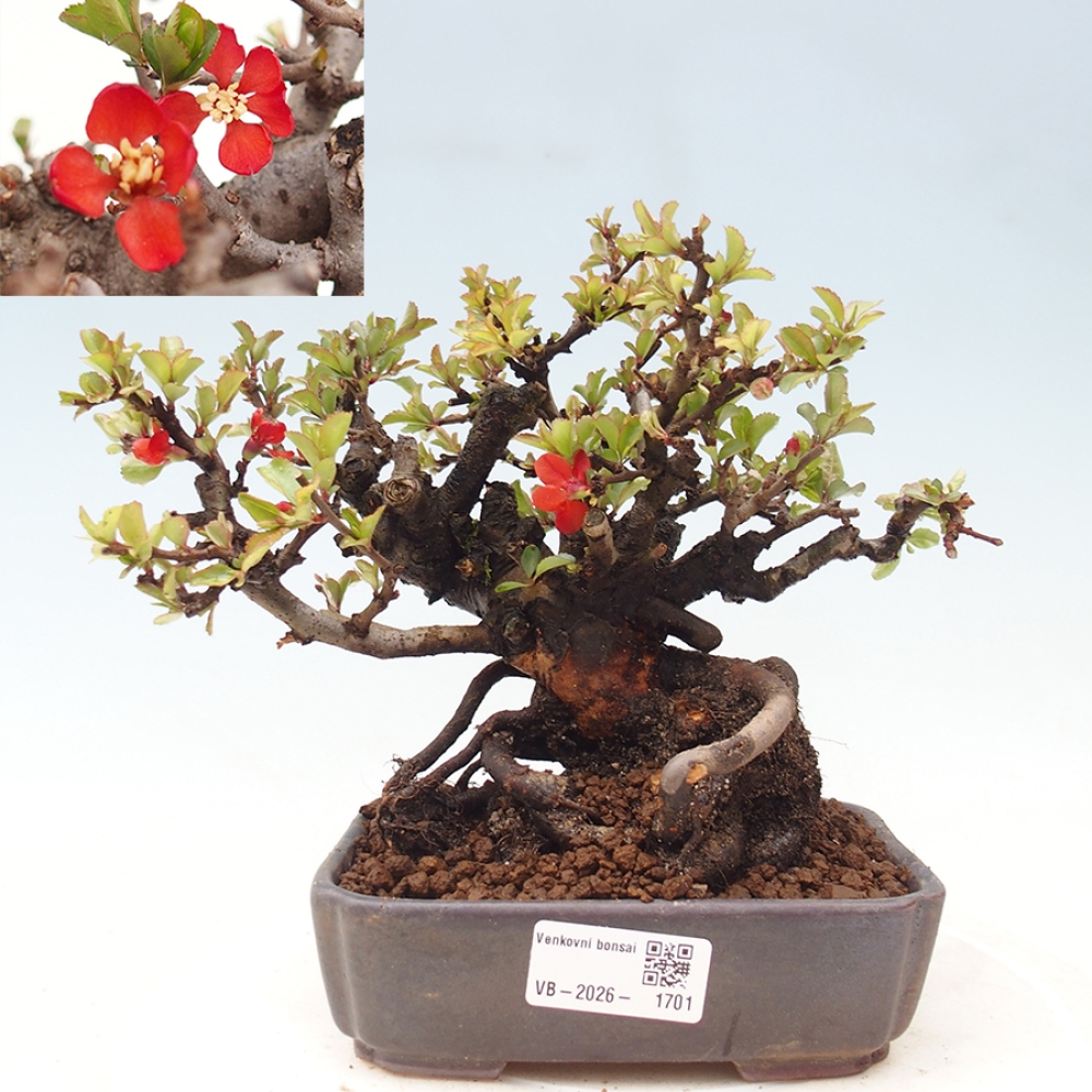 Venkovní  bonsai -  Chaneomeles speciosa - Kdoulovec ozdobný