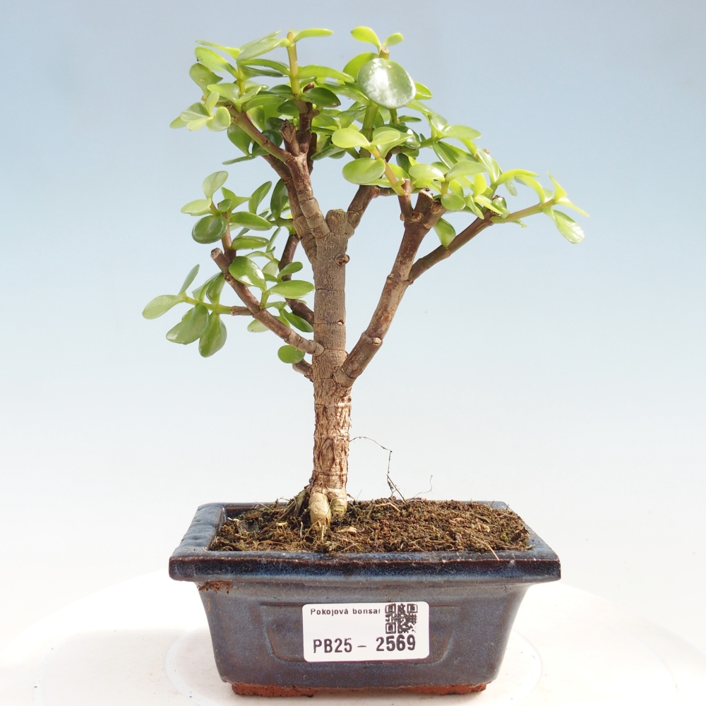 Pokojová bonsai - Portulakaria Afra - Tlustice