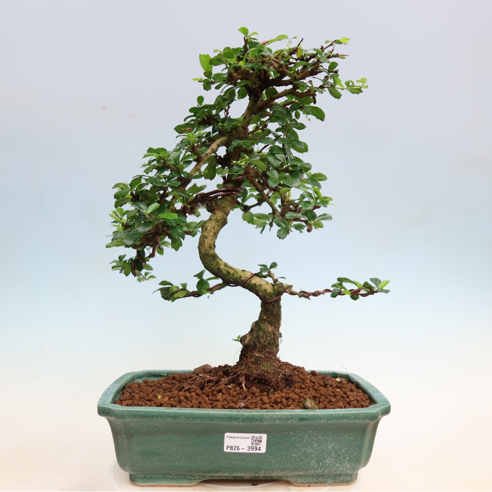Pokojová bonsai - Carmona macrophylla - Čaj fuki