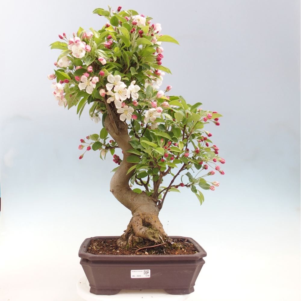 Venkovní bonsai -Malus halliana - Maloplodá jabloň