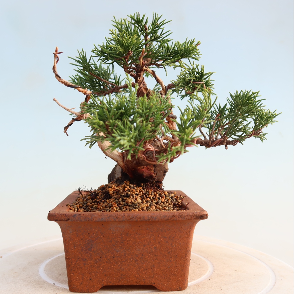 Venkovní bonsai - Juniperus chinensis Itoigawa -Jalovec čínský
