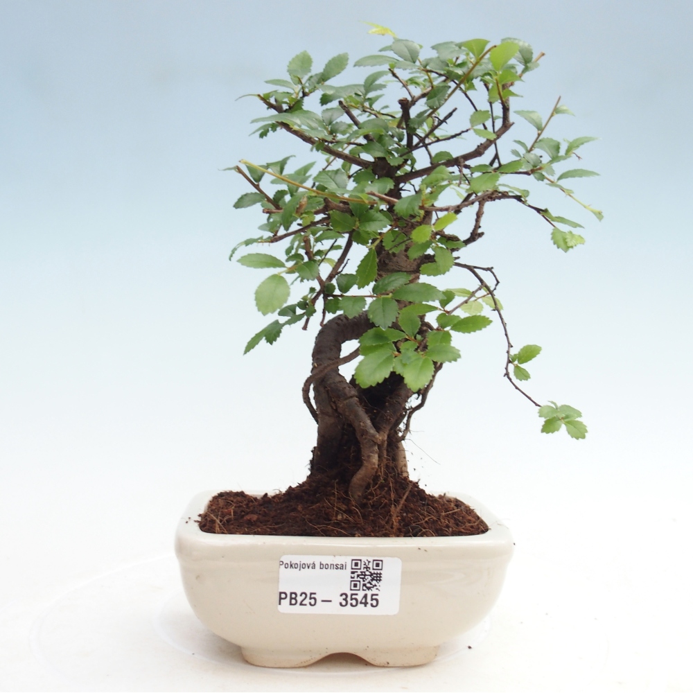 Pokojová bonsai - Ulmus parvifolia - Malolistý jilm