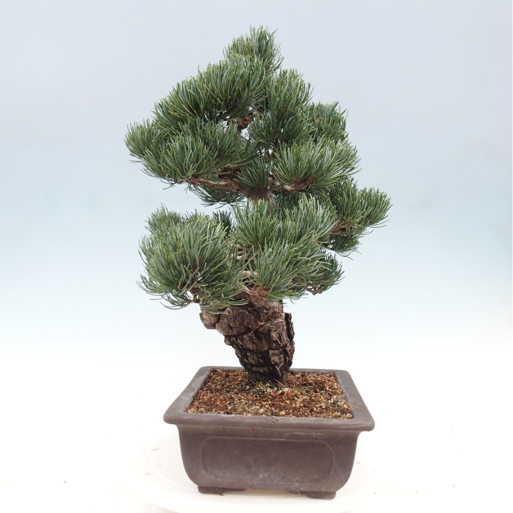 Venkovní bonsai - Pinus parviflora - Borovice drobnokvětá