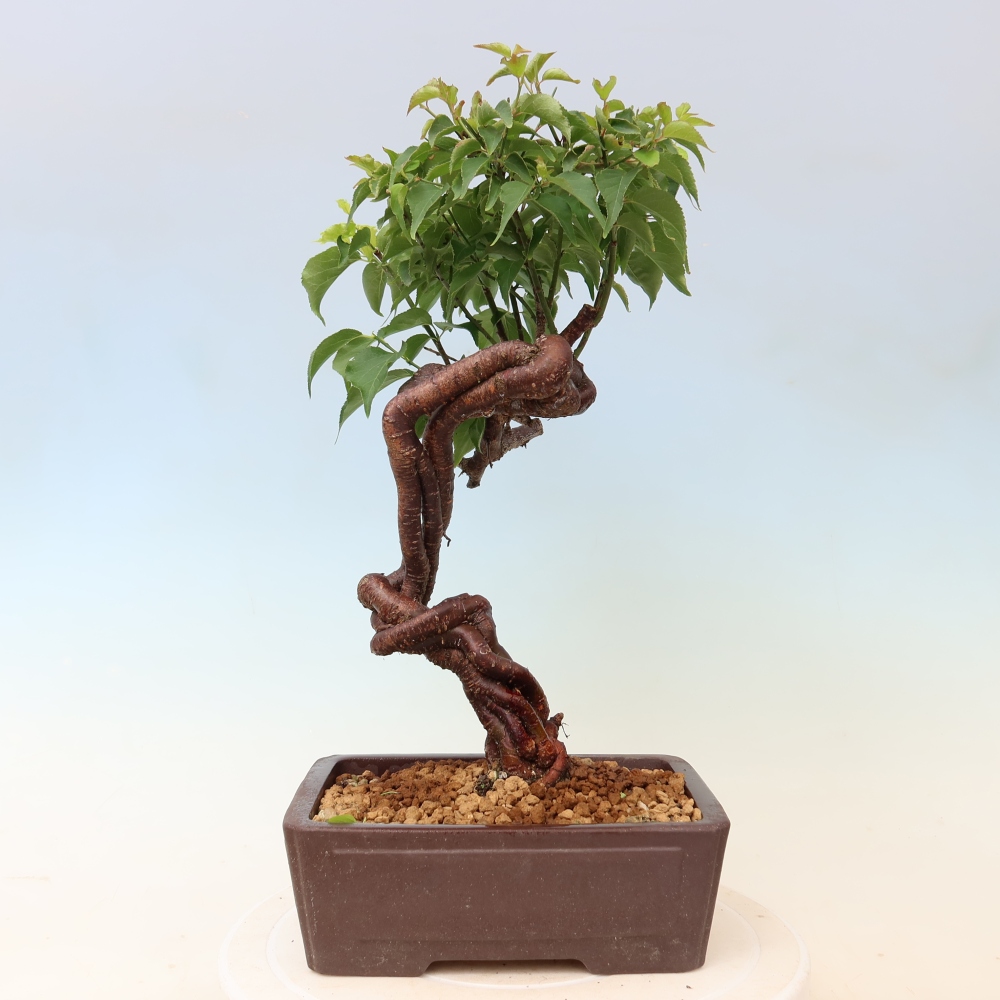 Venkovní bonsai -Japonská meruňka - Prunus Mume