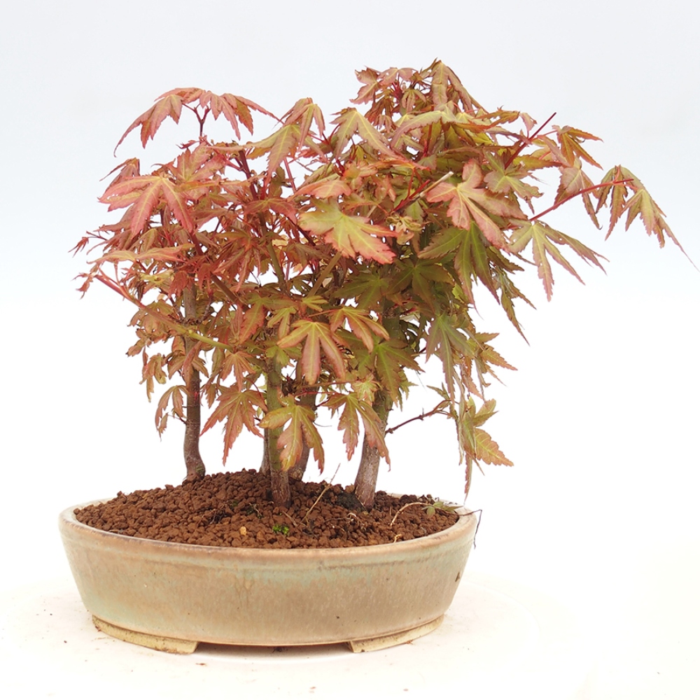 Venkovní bonsai - Acer palmatum  - Javor dlanitolistý