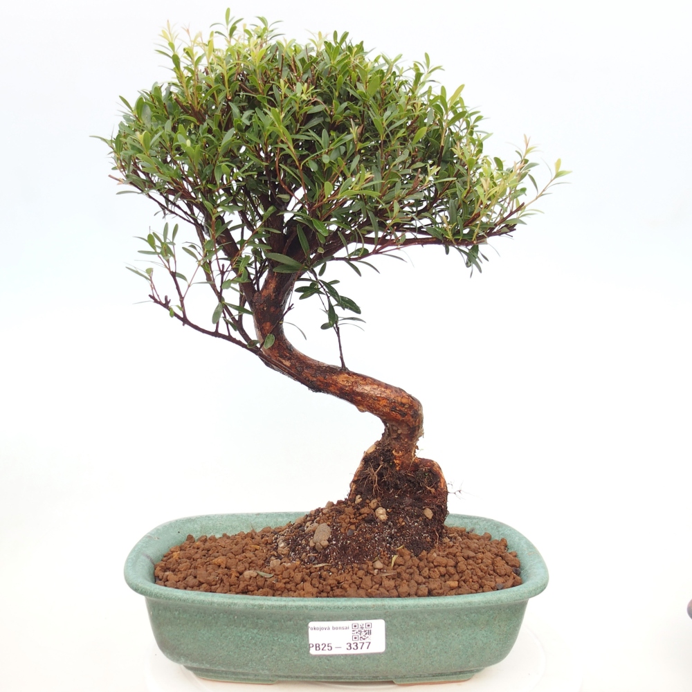 Pokojová bonsai - Syzygium - Pimentovník