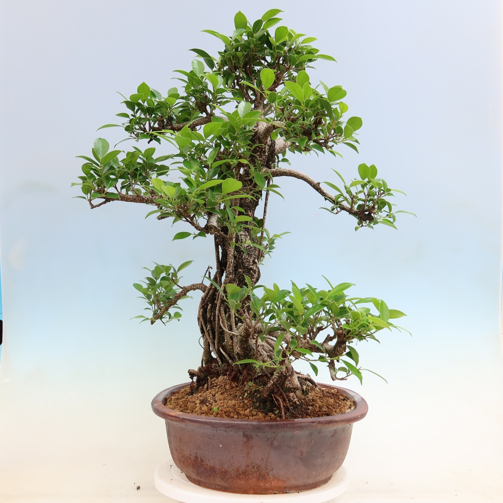Pokojová bonsai - Ficus kimmen -  malolistý fíkus