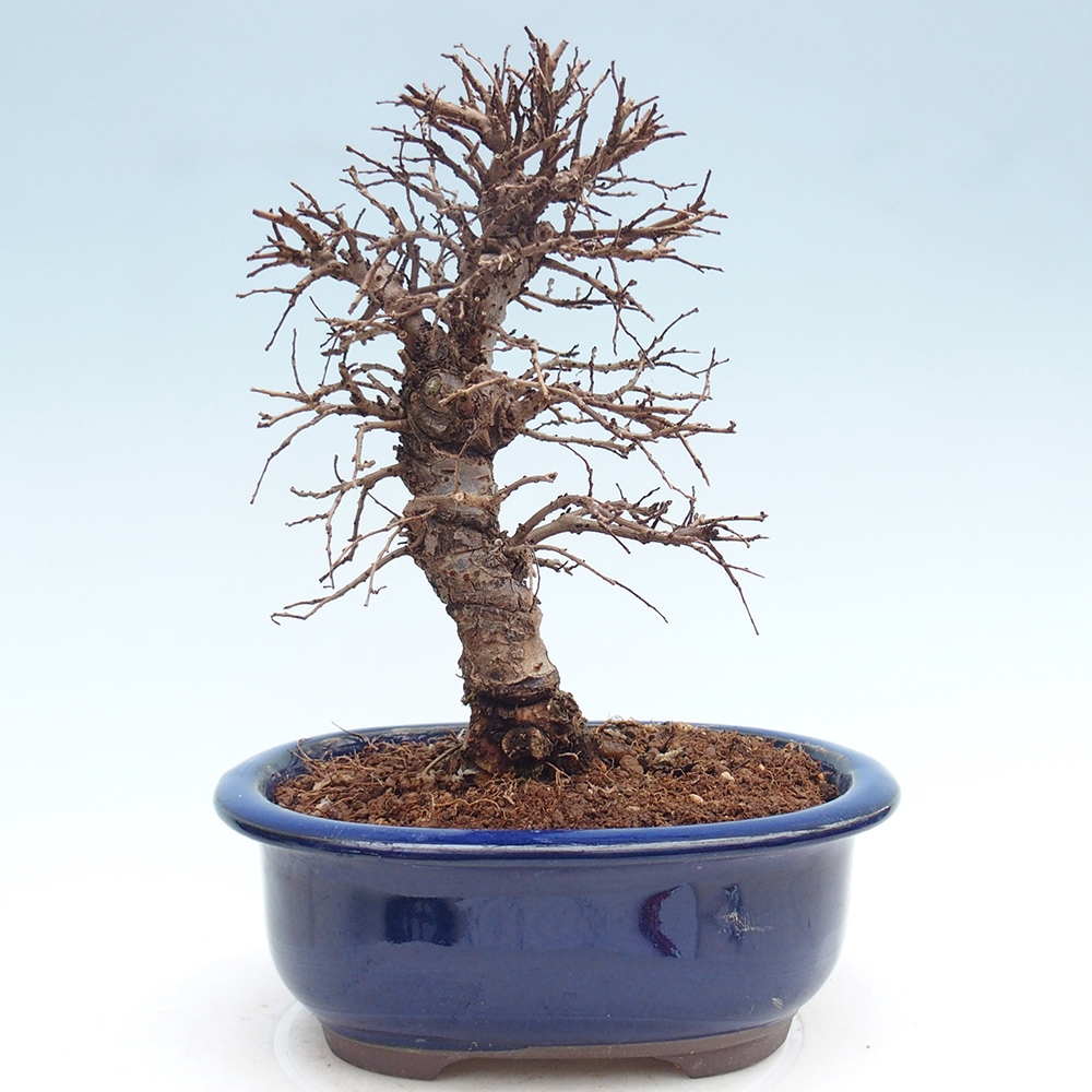 Venkovní bonsai - Zelkova - Zelkova NIRE
