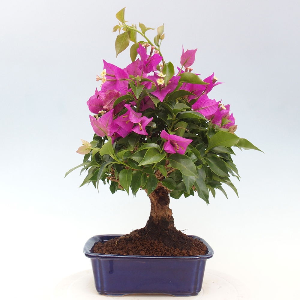 Pokojová bonsai - Bouganwilea