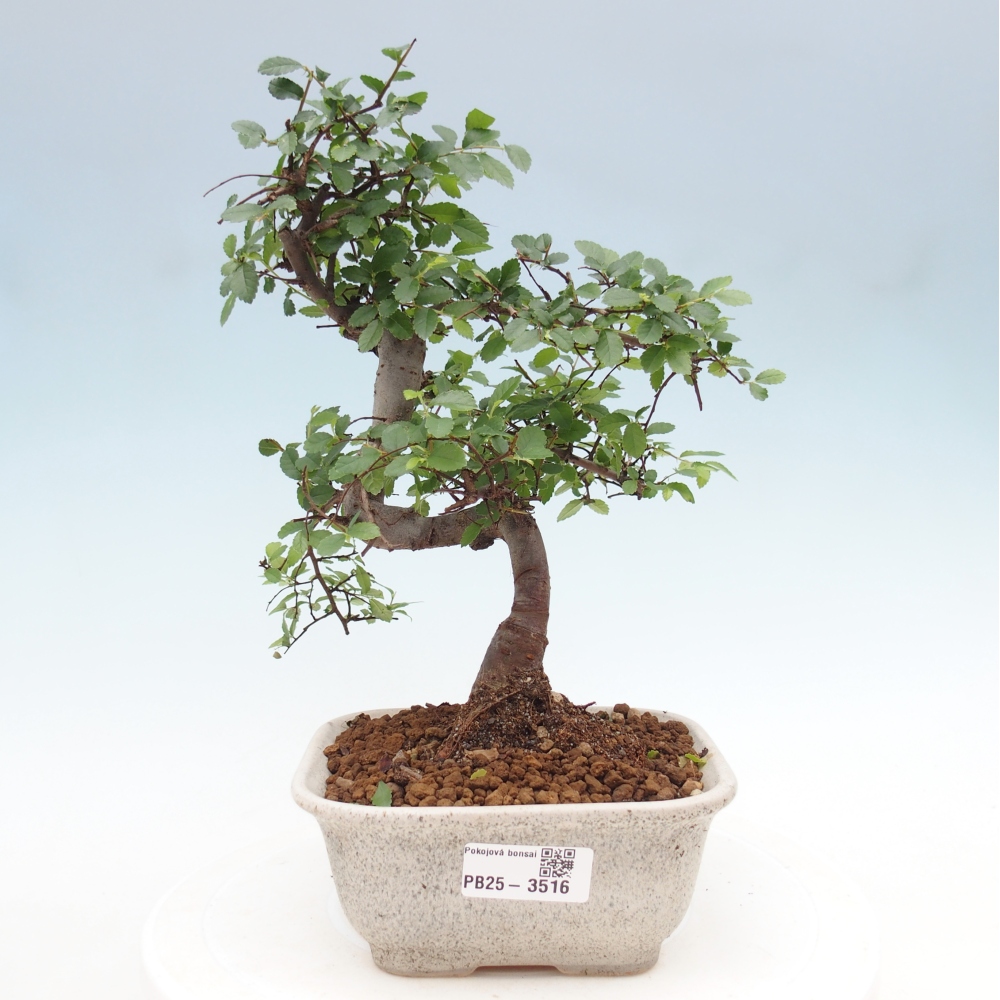 Pokojová bonsai - Ulmus parvifolia - Malolistý jilm