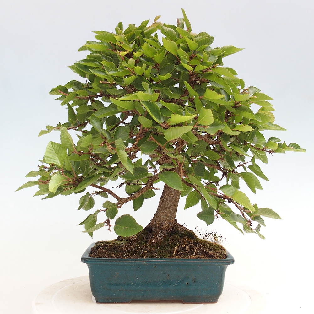 Venkovní bonsai -Carpinus Coreana - Habr korejský