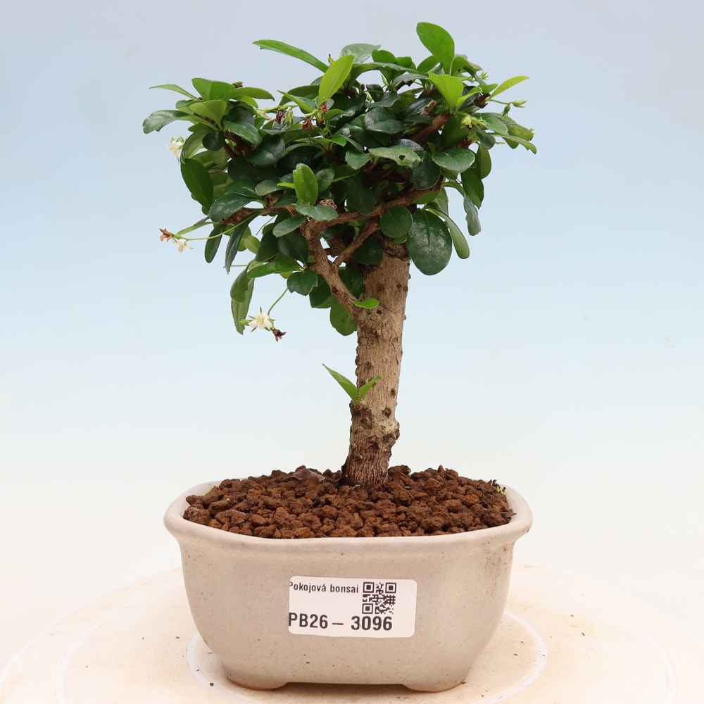 Pokojová bonsai - Carmona macrophylla - Čaj fuki