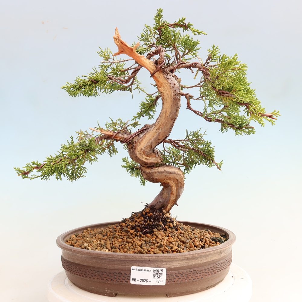 Venkovní bonsai - Juniperus chinensis Itoigawa-Jalovec čínský