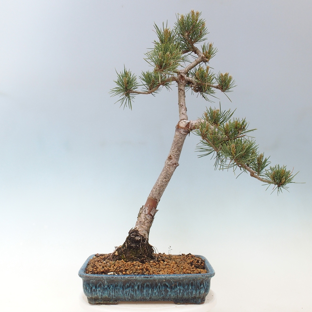 Venkovní bonsai - Pinus Sylvestris Watererri - Borovice lesní