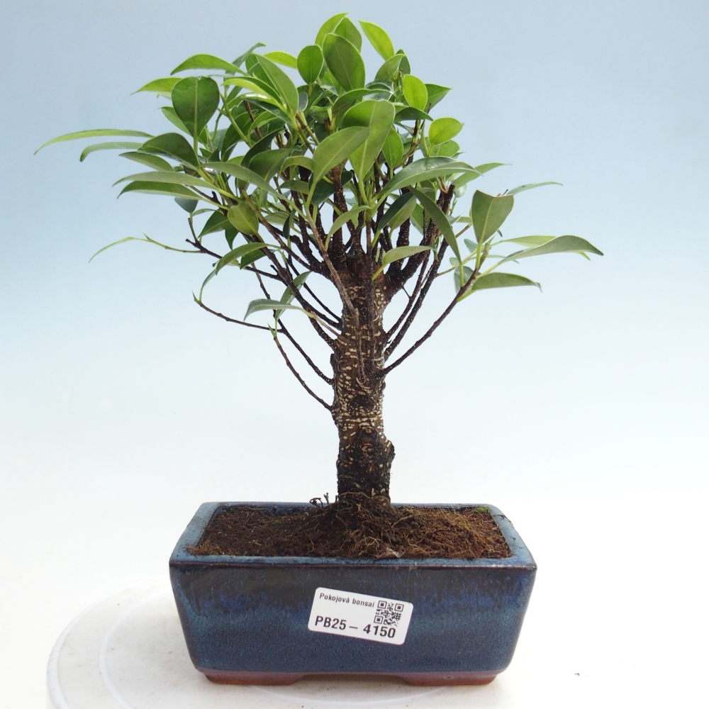 Pokojová bonsai - Ficus retusa -  malolistý fíkus