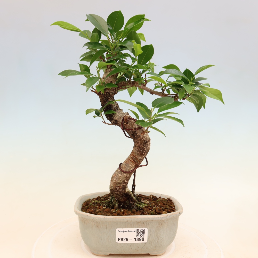 Pokojová bonsai - Ficus retusa -  malolistý fíkus