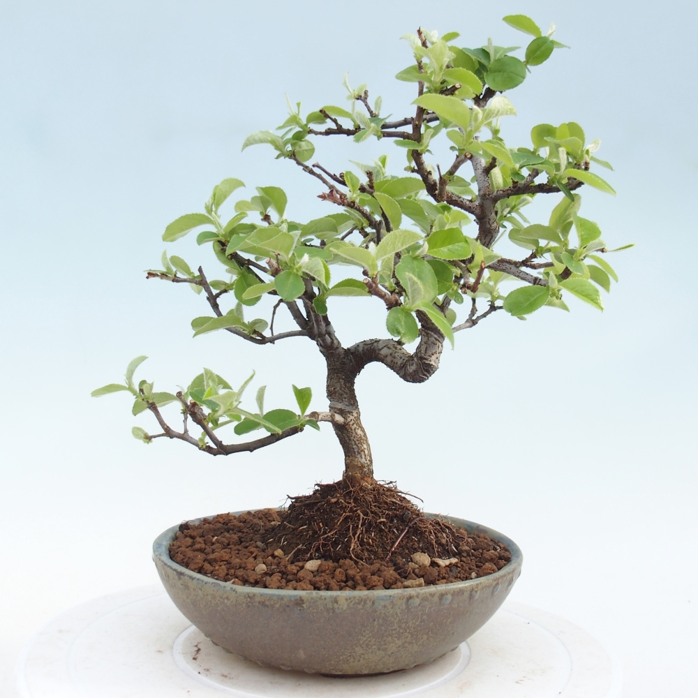 Venkovní  bonsai -  Chaneomeles chinensis - Kdoulovec čínsky