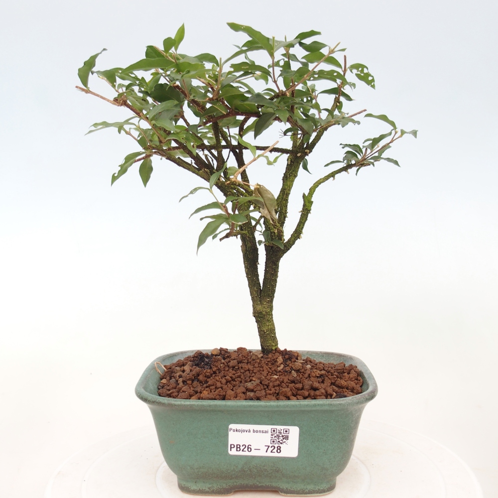 Pokojová bonsai - Malpighia coccigera- Barbdorská třešeň