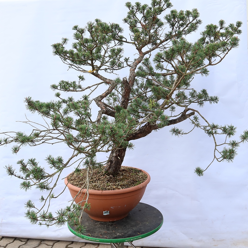 Pinus sylvestris Španělsko - borovice lesní